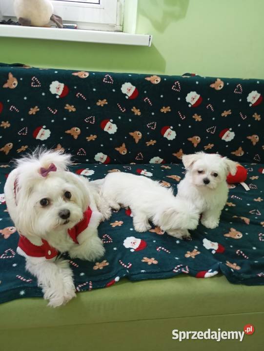 Maltańczyk Maltańczyk sprzedam