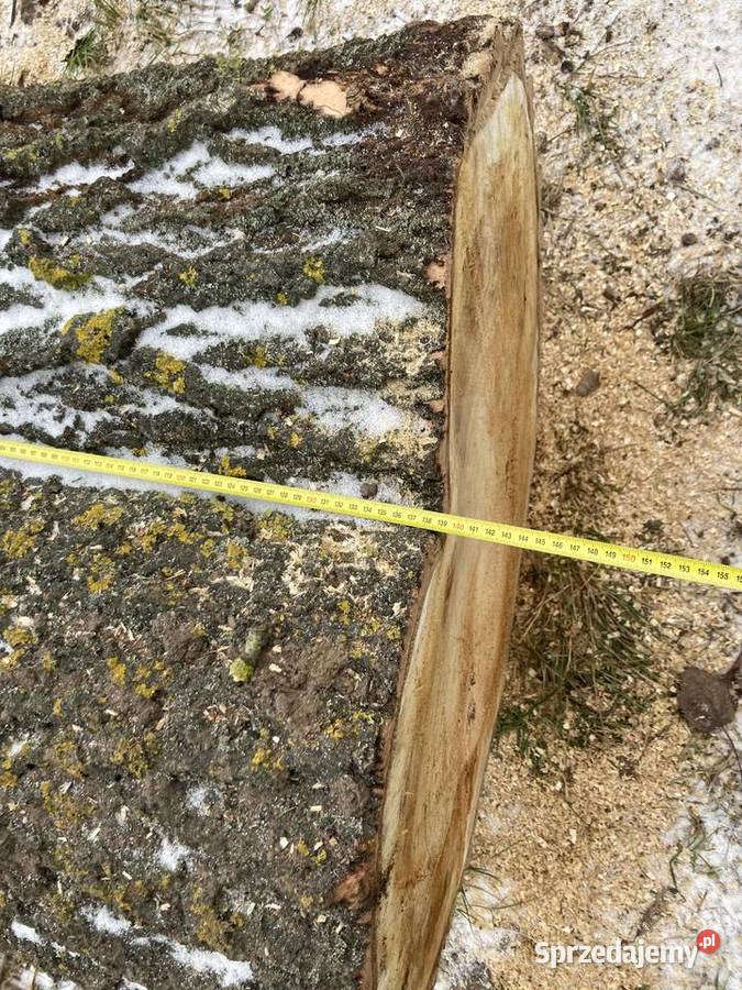 Pień w kształcie serca 75 x 55 x 140 lubelskie Telatyn