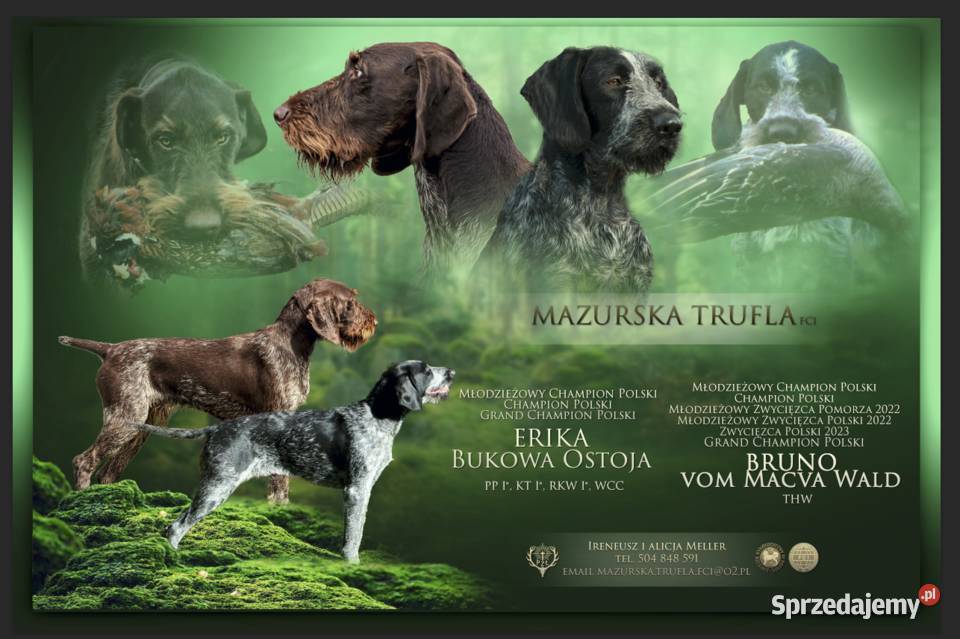 Wyżeł niemiecki szorstkowłosy warmińsko-mazurskie Reszel sprzedam