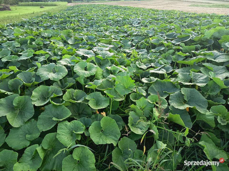 Nasiona Dynia Nelson