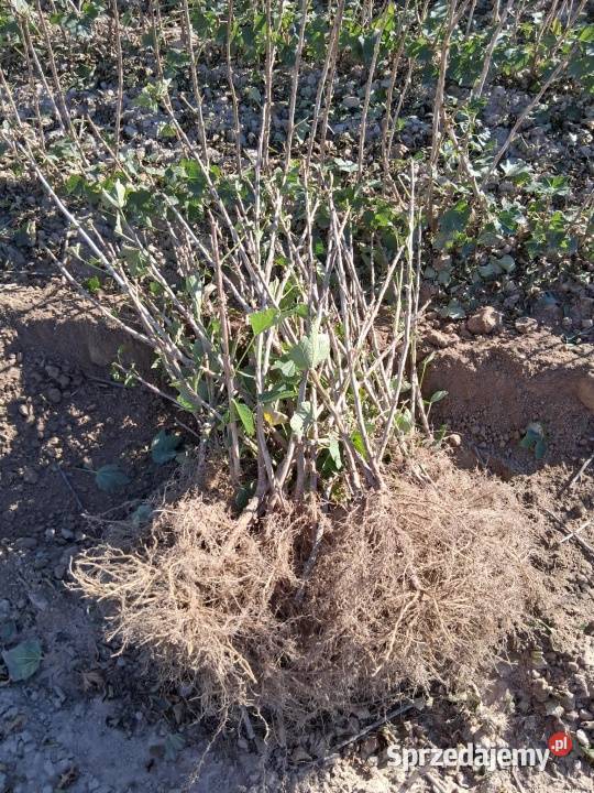 Porzeczka Czarna czerwona Puławy