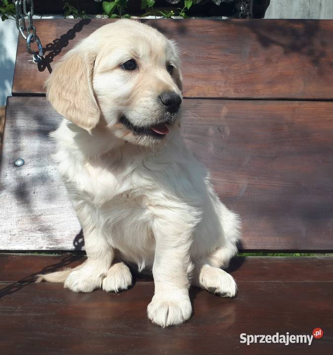 Golden Retriever Rodowód Radom