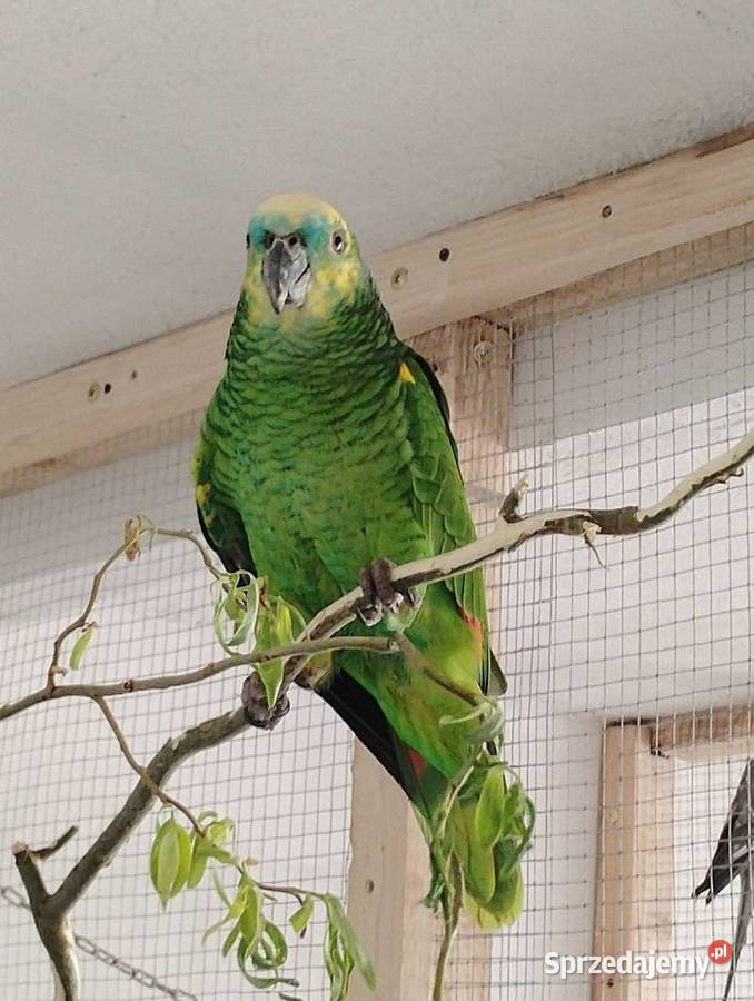 Para Amazonek niebieskoczelnych astevia Busko-Zdrój