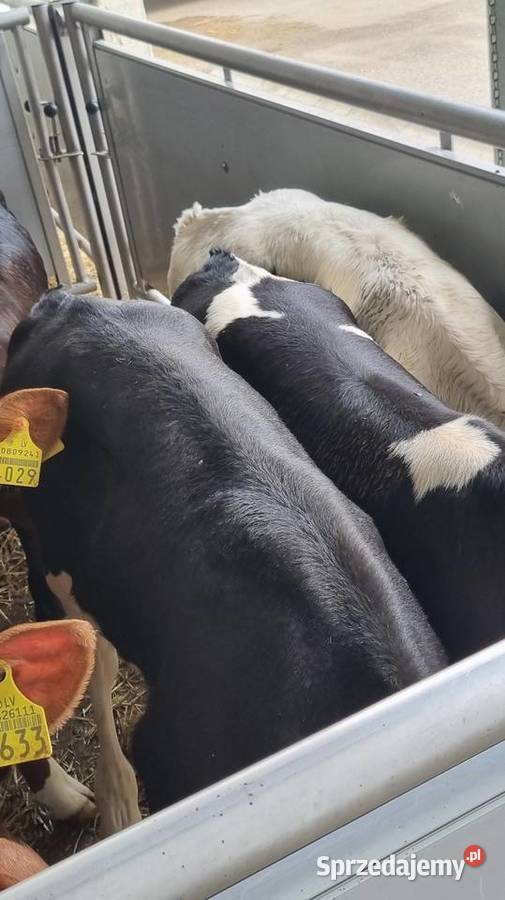 Cielaki byczki mięsne I mieszańce sprzedam