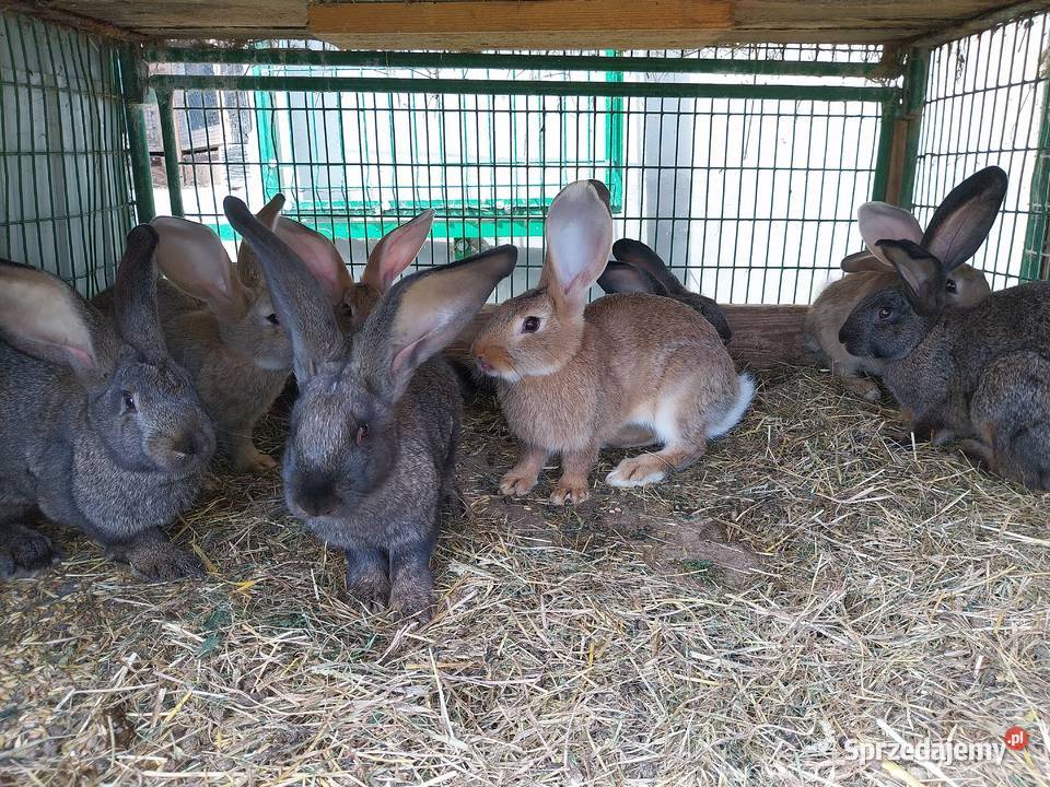 Króliki mięso tuszka królik Górka Kościejowska