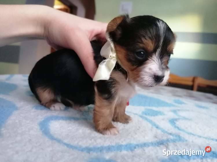 York shire terrier biewer carrier szczenięta Chorzów sprzedam