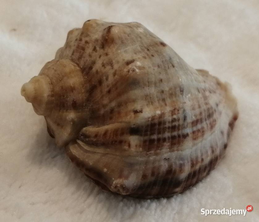 Muszla 38 56 Kreatywne Czeladź