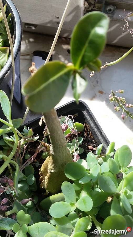 Kwiat doniczkowy Adenium Obesum Dom i Ogród Warszawa