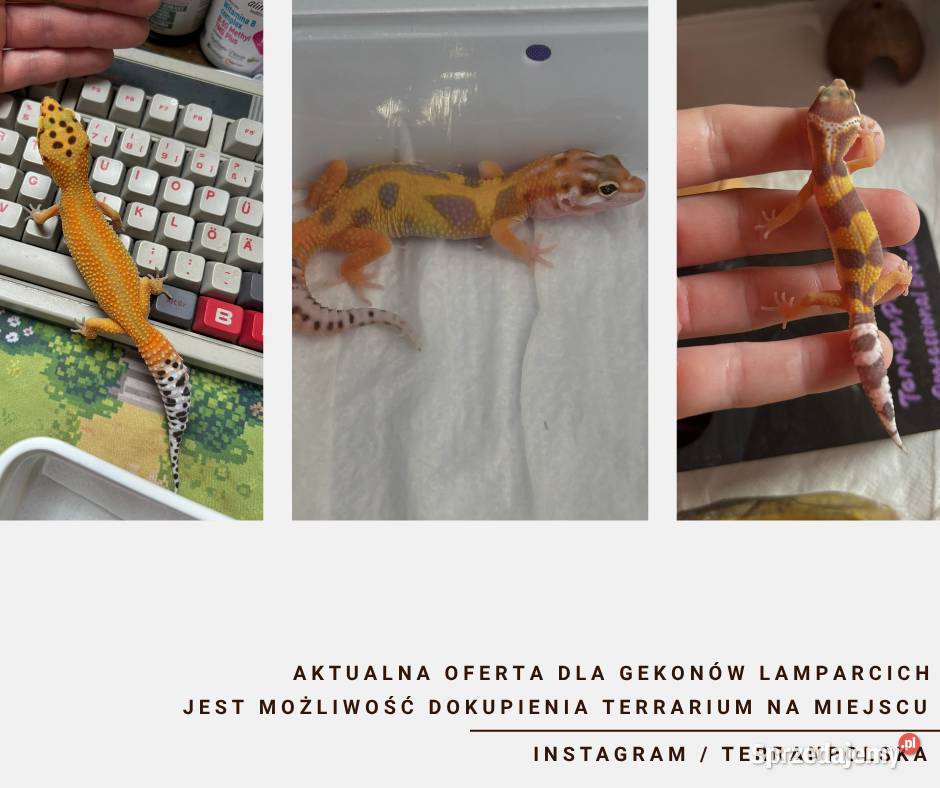 Gekony Lamparcie Unikaty Warszawa