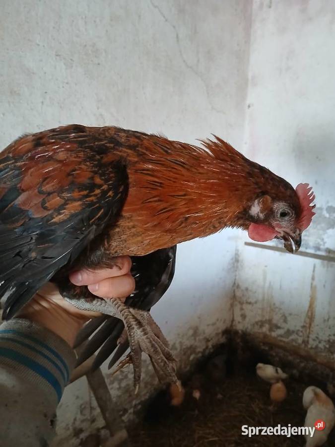 Koguty kury piskleta rolnika śląskie Myszków