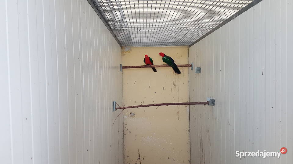 Szkarłatka królewska krasnopiórka Leszno