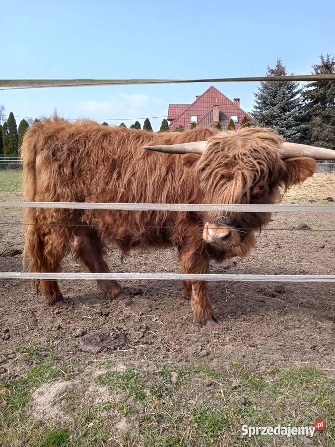 Bydło szkockie rasa Highland Słubice