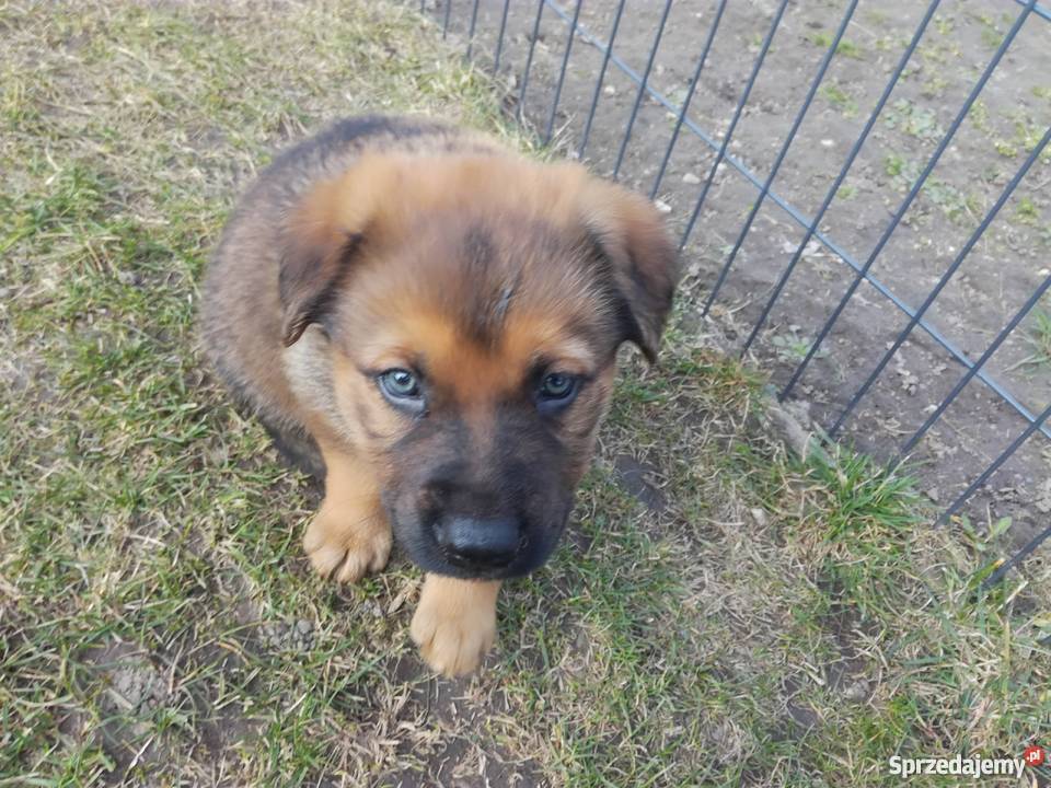 Szczenięta owczarka niemieckiego Łomża