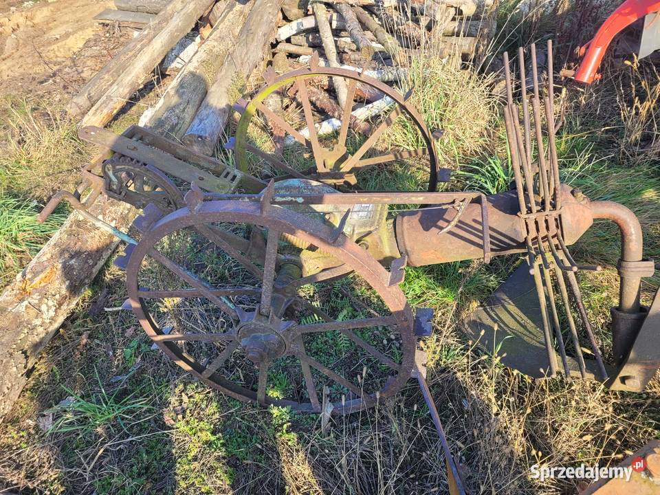 Kopaczka konna w stanie Kopaczki Grajewo