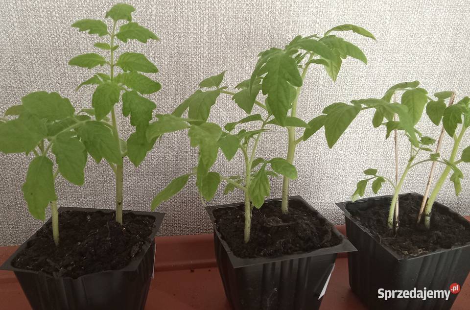 Sadzonka pomidora karłowatego Promyk