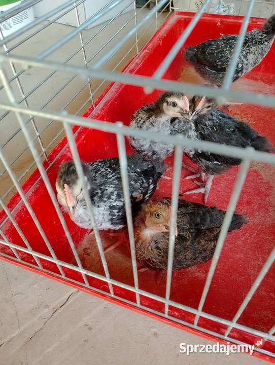 Sprzedam kogutki 5tyg Szopinek