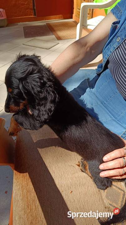 Jamniki dlugowlose miniaturowe sprzedaz Sieradz