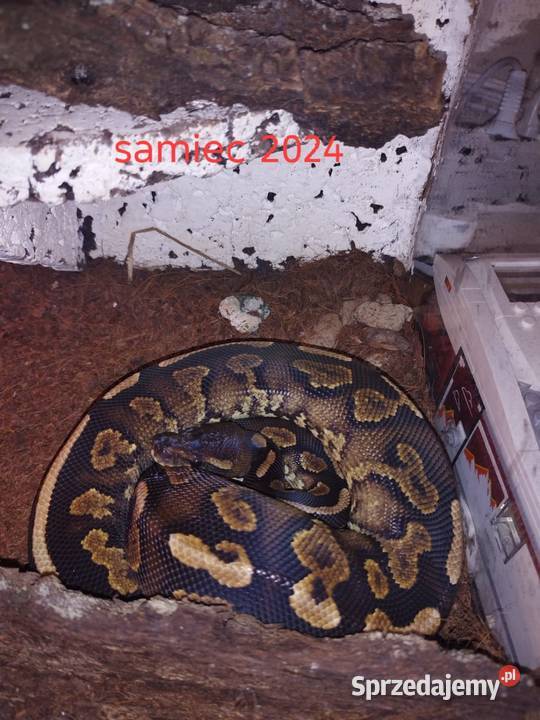 Sprzedam 10 Pytona królewskiego Myszków