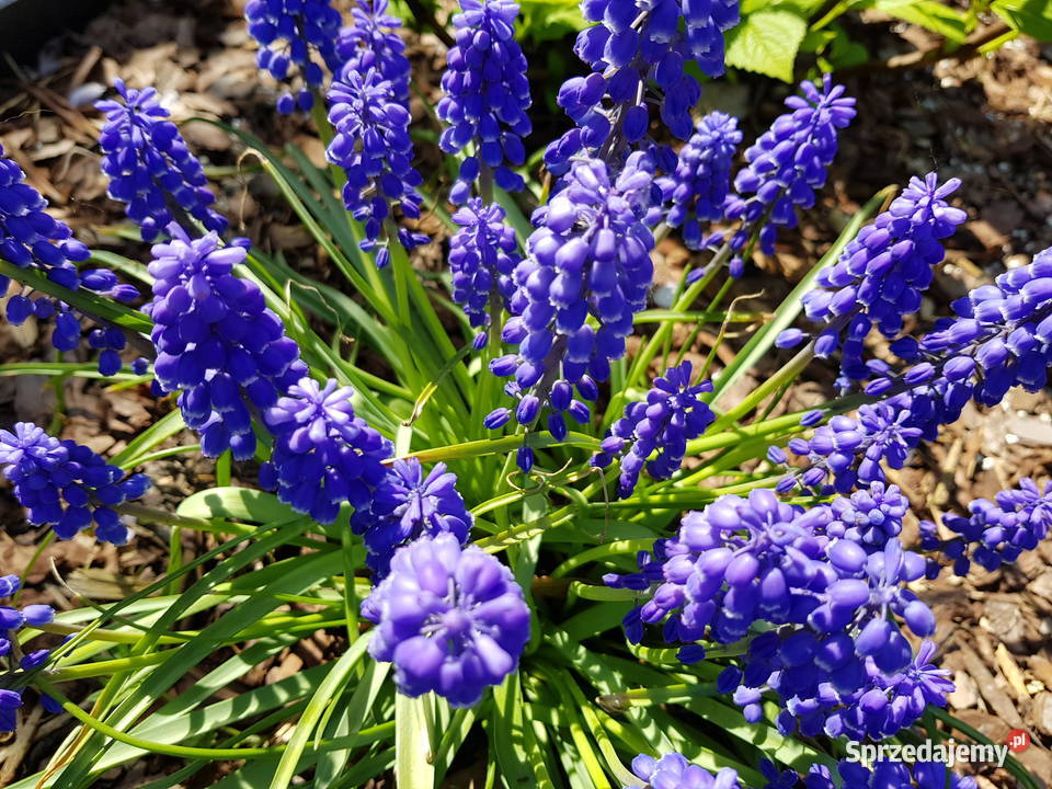 Szafirek niebieski cebulki cebule z Polski lubelskie