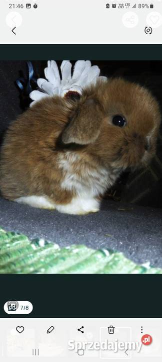 Cudne kroliczki Mini Lop Poznań