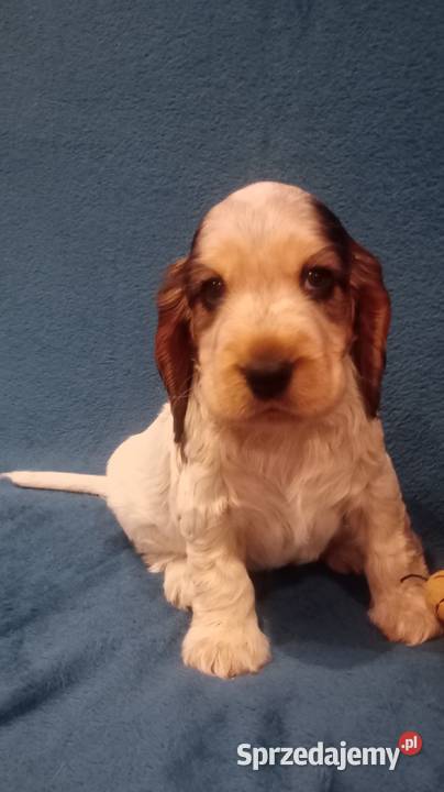 Cocker spaniel angielski Cocker Spaniel łódzkie Krzyżanów
