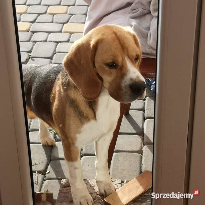 R w p r o d u k t o e Beagle randka pies Białka