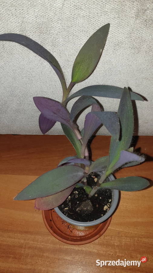 Trzykrotka setkrezja purpurowa szybko rośnie Warszawa sprzedam