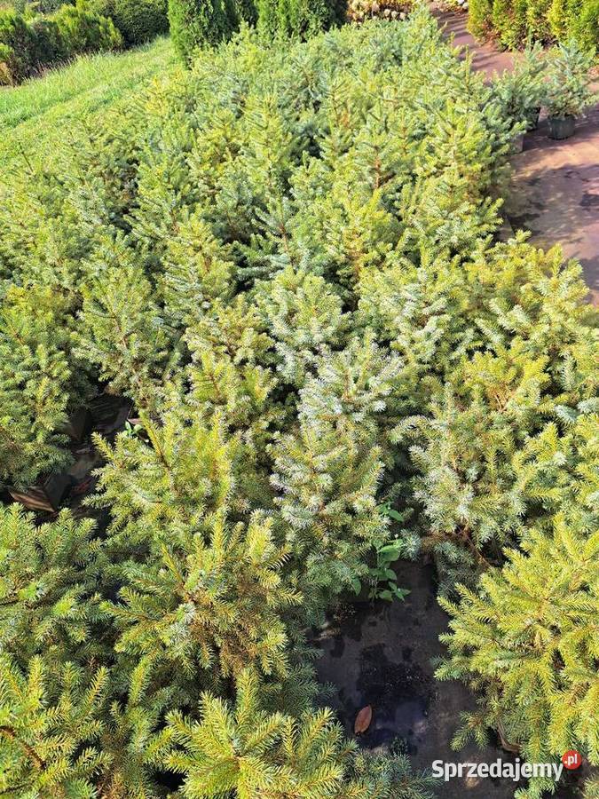 Świerk serbski Picea Omorica rośliny w Rybnik