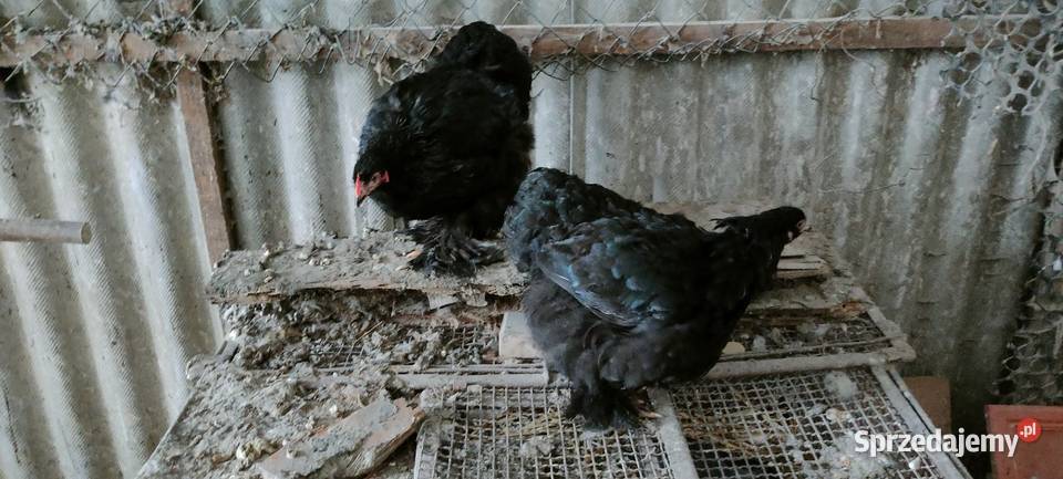 Kury kochiny olbrzymie Tokarówka