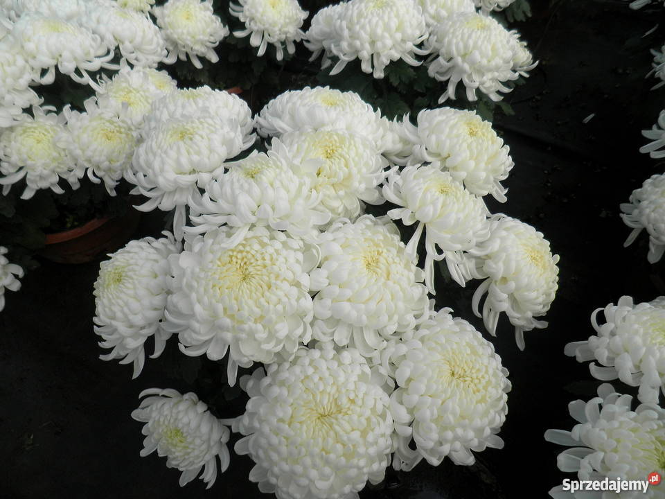 Sprzedam CHRYZANTEMY Gierlachów