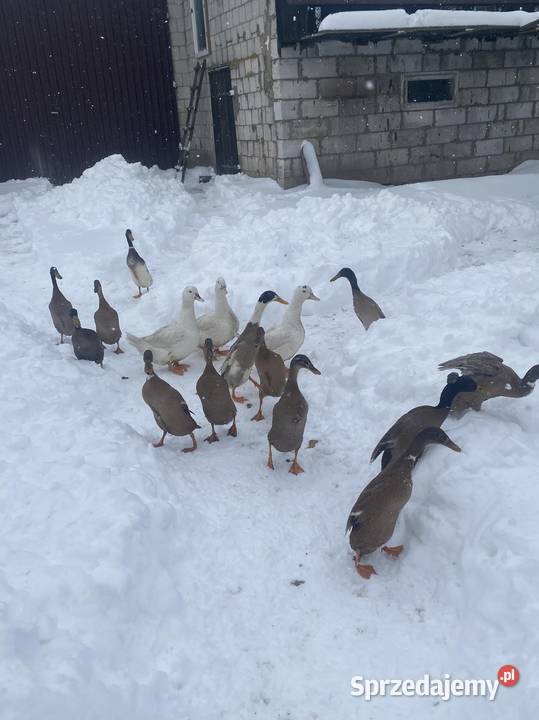 Kaczki Biegusy Zamość