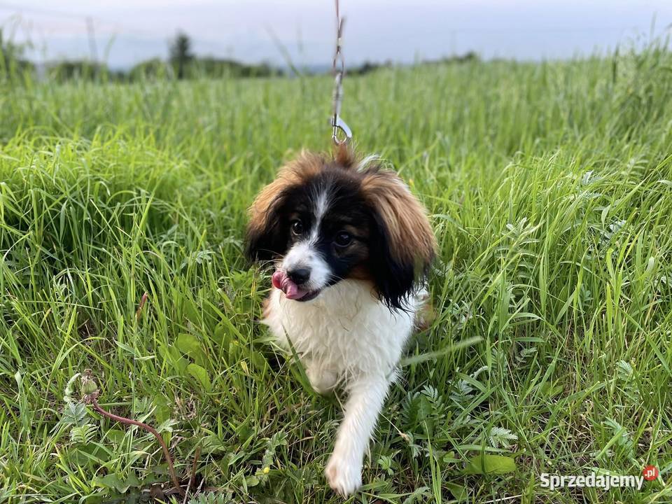 Spaniel kontynentalny miniaturowy phalene nie Pozostałe śląskie Rudzica