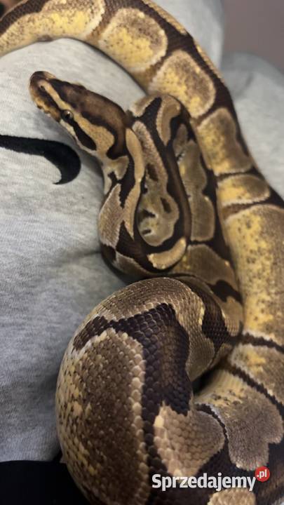 Pyton królewskiPython regius Pastel Samiec Pułtusk