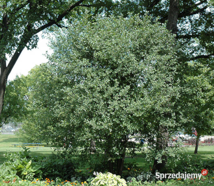 KRUSZYNA POSPOLITA Frangula alnus NASIONA 500 Lubanie sprzedam