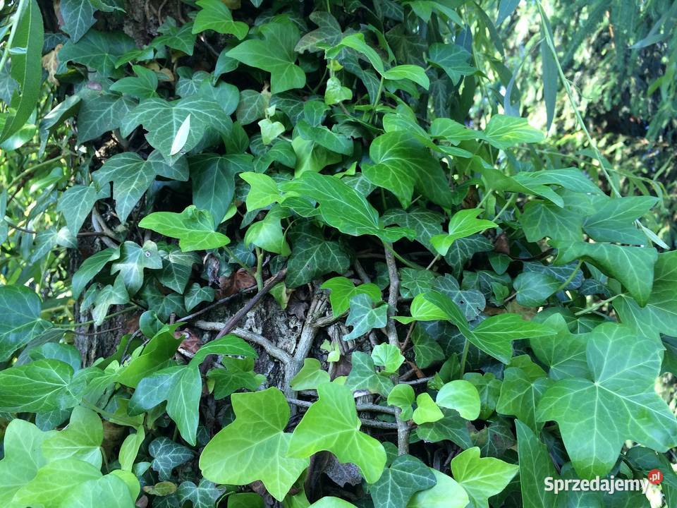 Bluszcz pospolity Hedera Helix zimozielony Duże Lublin