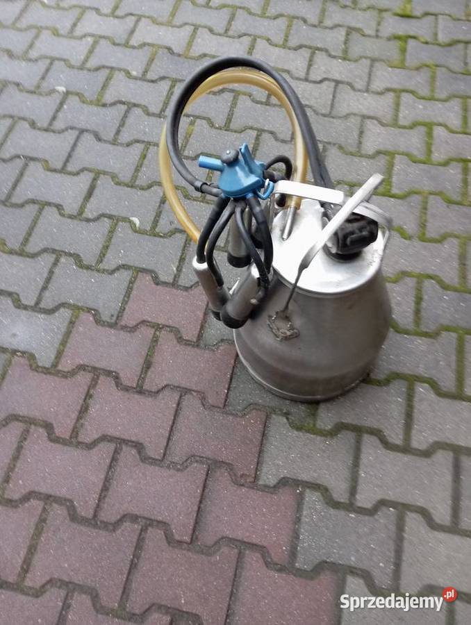 Dojarka alfa nieuszkodzony Kamieńskie Młyny