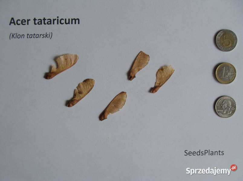 KLON TATARSKI Acer tataricum NASIONA 150 sztuk Lubanie sprzedam