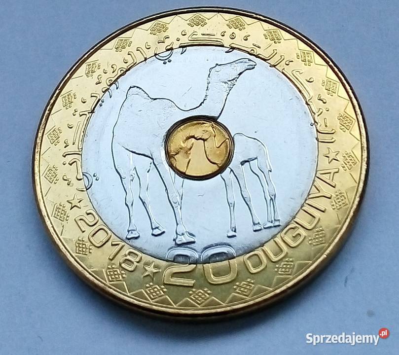 MAURETANIA20 QUGUIYA2018 r WIELBŁĄDY mazowieckie Legionowo