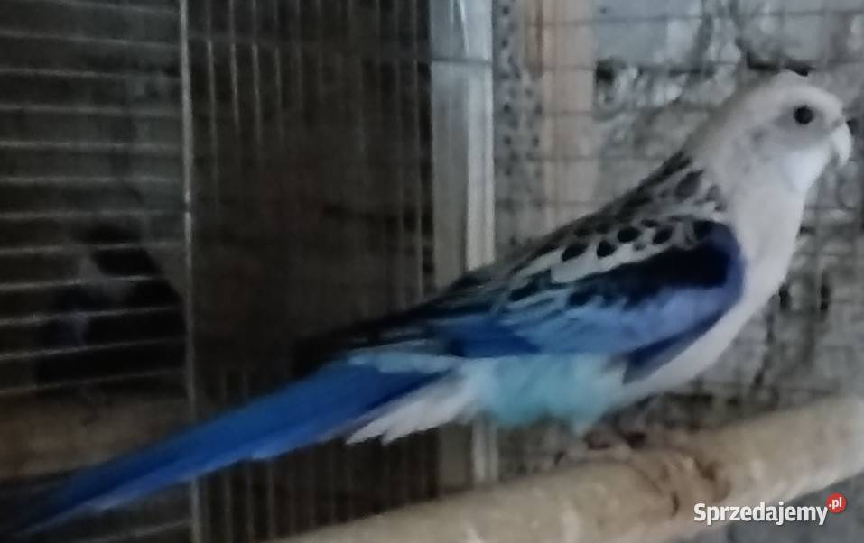 Rozele królewskie Wodzisław Śląski sprzedam