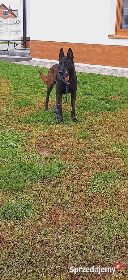 Owczarek Belgijski Malinois FCI Owczarek dolnośląskie Wrocław