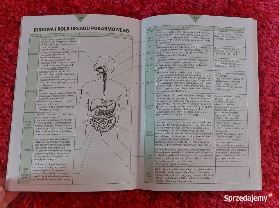 Małe tablice biologia Częstochowa