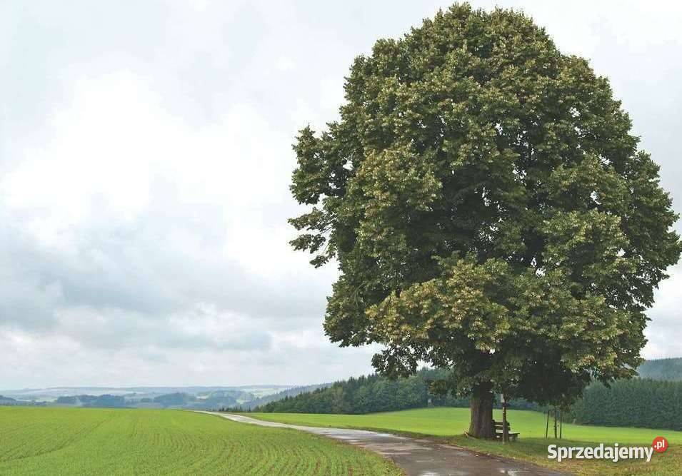Lipa drobnolistna Tilia cordata obwód 810 wys 35