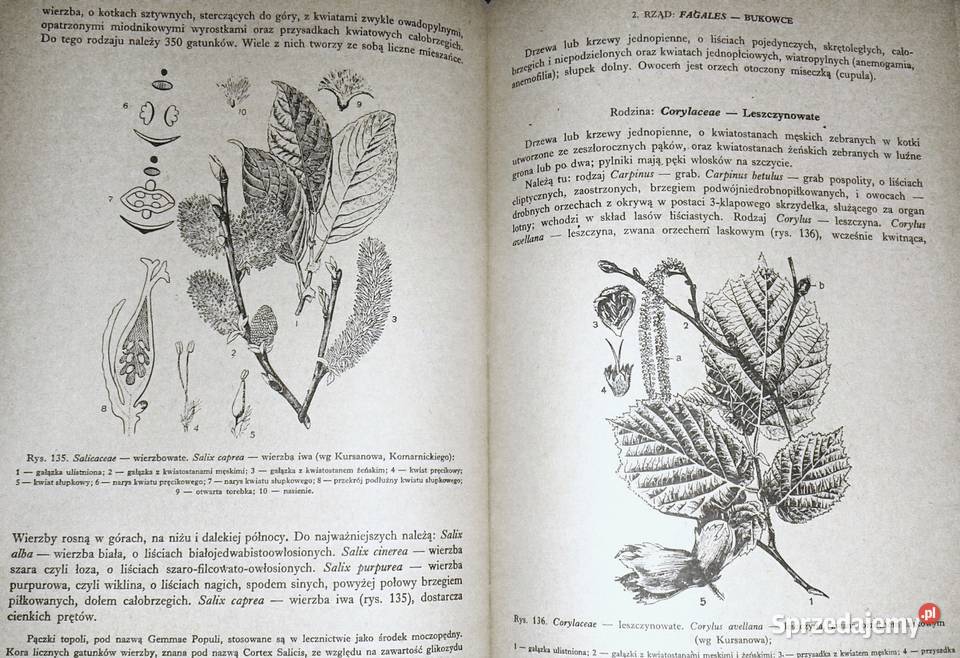 Zarys systematyki roślin Jakub Mowszowicz Chełm