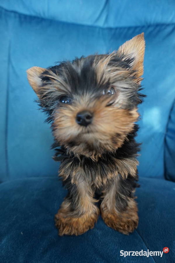 Piesek Yorkshire Terrier Skomielna Biała sprzedam
