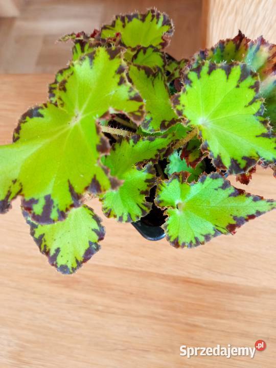 Begonie 10 15 i 20 Białystok