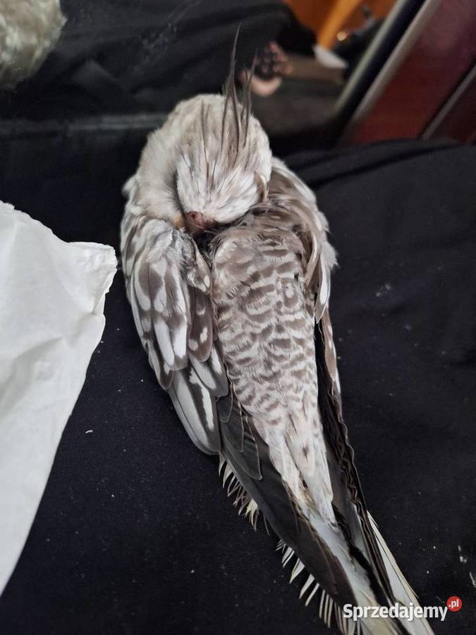 Nimfy ręcznie karmione Dzierzbin