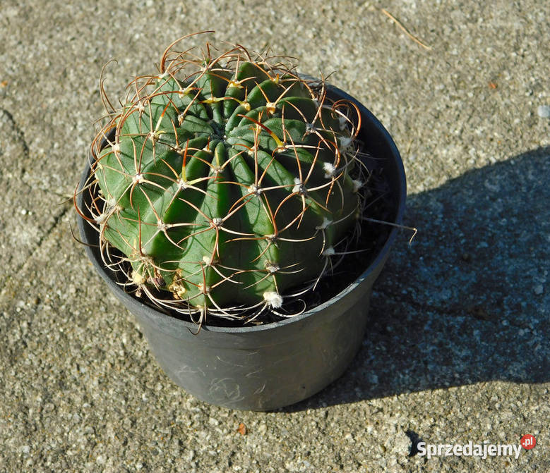 Kaktus Echinopsis Lobivia białe kwiaty Kaktusy i sukulenty Rośliny domowe sprzedam