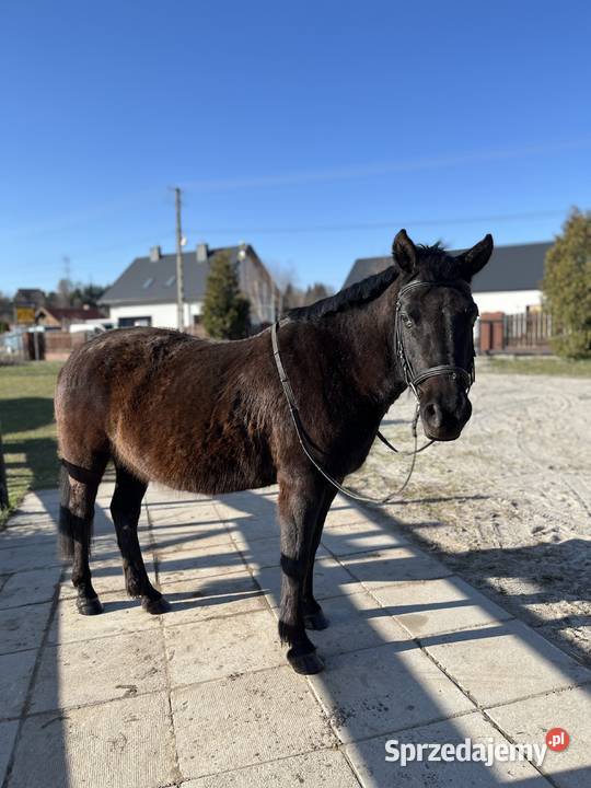 Klacz huculska Rzuchowa sprzedam