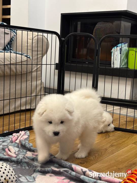 SAMOYED SAMOJED SZCZENIAKI ZKwP FCI Tworóg sprzedam