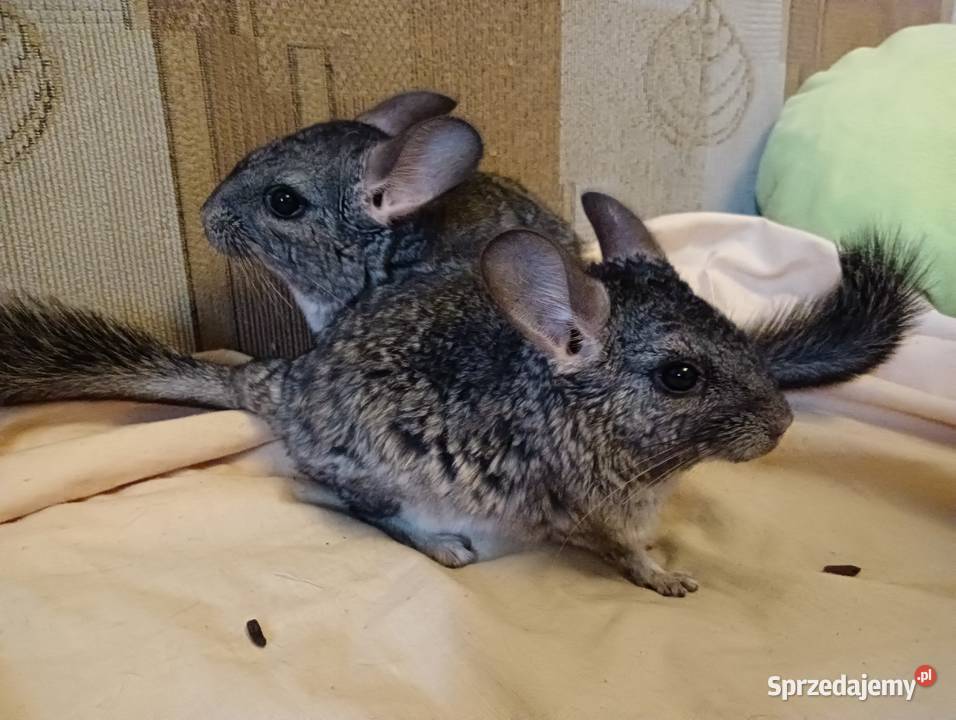 Sprzedam szynszyle Ełk